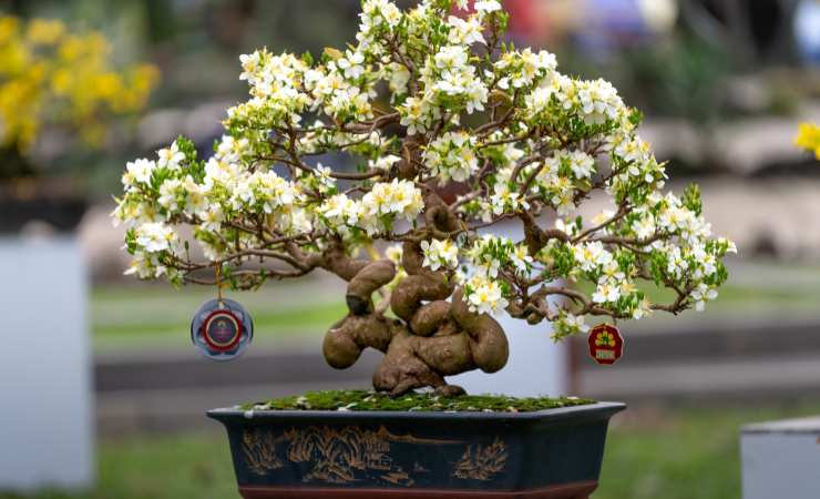 bonsai 