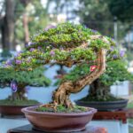 bonsai