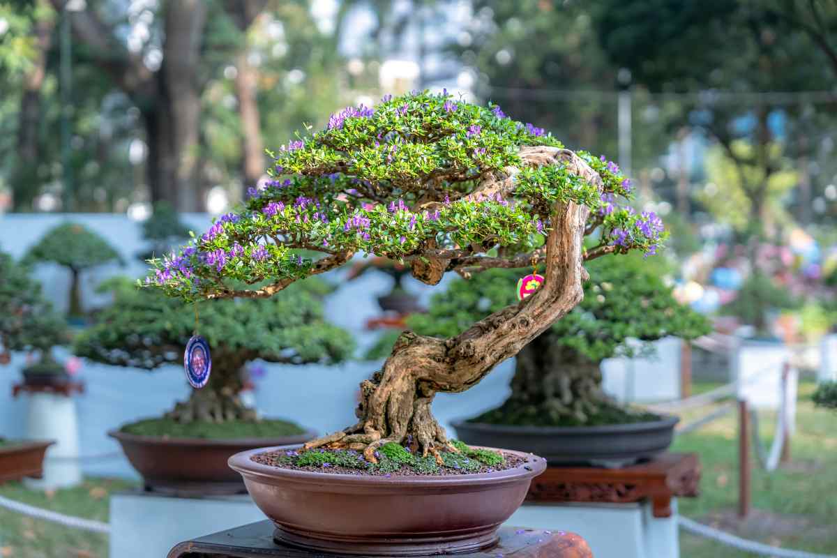 bonsai