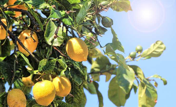 pianta di limone al sole 