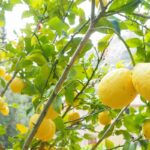 pianta di limone