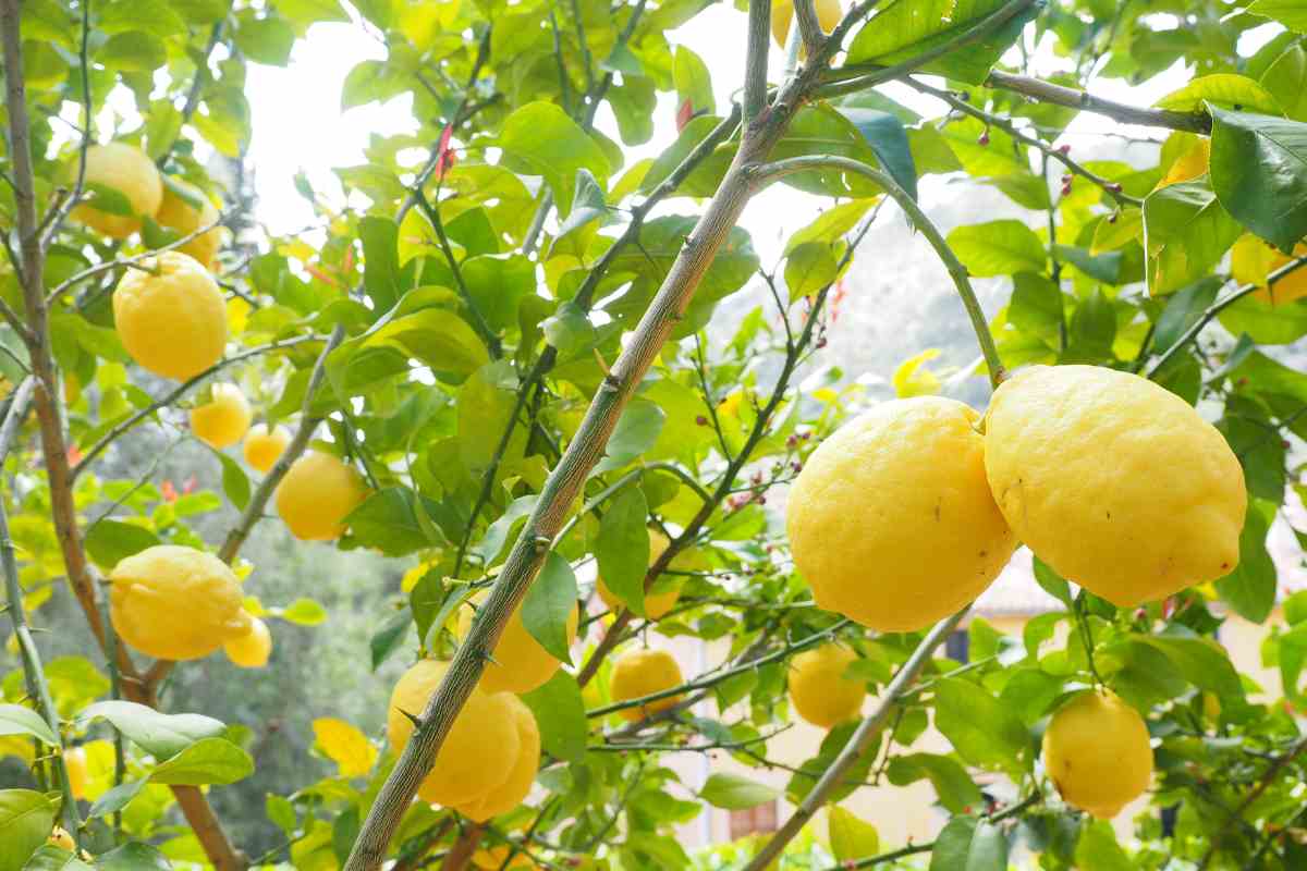 pianta di limone